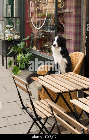 Border Collie dog sitting in wicker chair watching the world go by outside shops in the Bruntsfield area of Edinburgh, Scotland Stock Photo