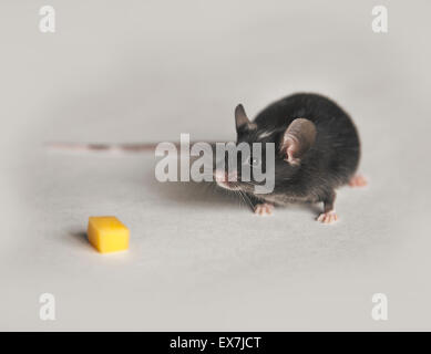 Cute black and white mouse Stock Photo