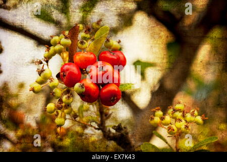 Shrub with lots of red berries on branches, autumn harvest backg Stock Photo