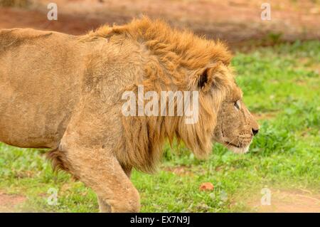 Barbary Lion, Panthera leo, Rabat Zoo, Morocco, male Stock Photo