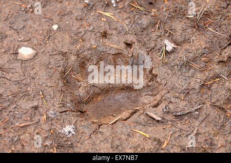 European Brown Bear, Ursos arctos, print in mud in NE Finland Stock Photo