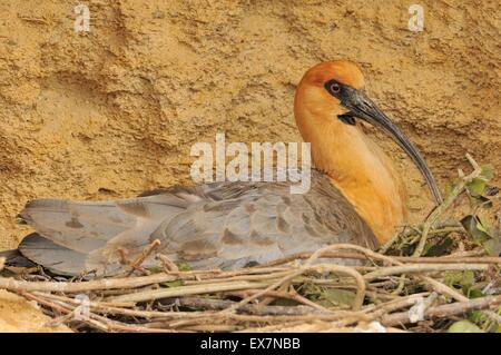 Black-faced Ibis Theristicus melanopis Captive Stock Photo