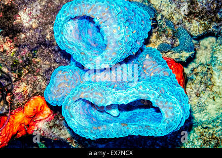 Azure Vase Sponge and Elephant Ear Sponge at The Lake Site in Bonaire Stock Photo