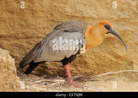 Black-faced Ibis Theristicus melanopis Captive Stock Photo