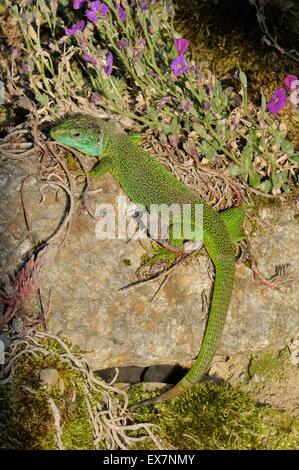 European Green Lizard Lacerta viridis Photographed in France Stock Photo