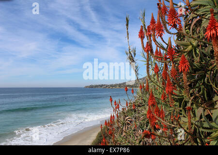 Heisler Park, Laguna Beach, California, steps with red hot poker plants (Kniphofia uvaria), fall Stock Photo