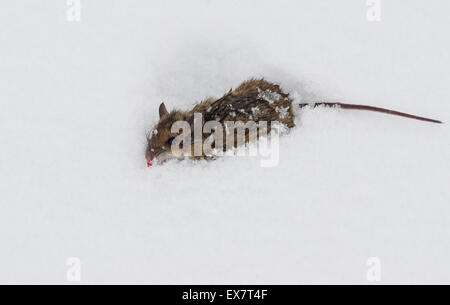 Dead mouse on the snow Stock Photo