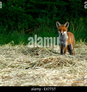 Our largest predator in the British Isles, the beautiful ... Our largest predator in the British Isles, the beautiful ...