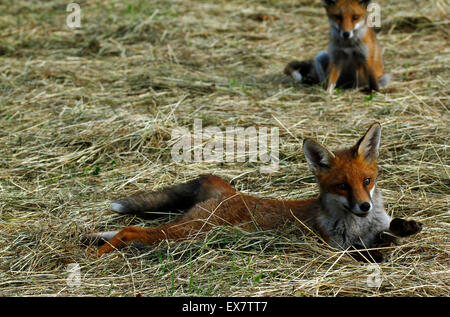red fox predators red fox predators