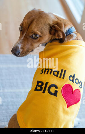 Cute puppy wearing a yellow coat Stock Photo