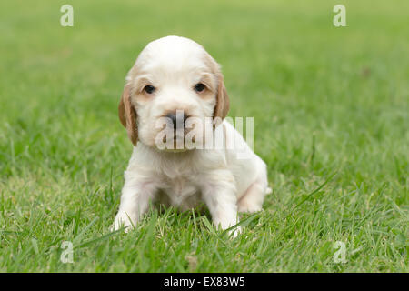 Looking English Cocker Spaniel puppy, 24 days old outdoor on green grass Stock Photo