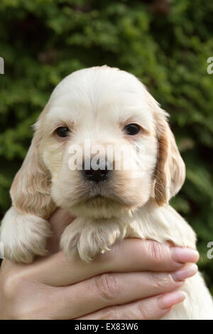 Looking English Cocker Spaniel puppy, 24 days old outdoor in woman hand Stock Photo
