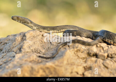 Adult dice snake (Natrix tessellata), Patara Ruins, Lycia, Lycian coast, Southwest Turkey Stock Photo