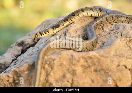 Adult grass snake or ringed snake (Natrix natrix persa), ruins of Patara, Lycia, Southwest Turkey Stock Photo