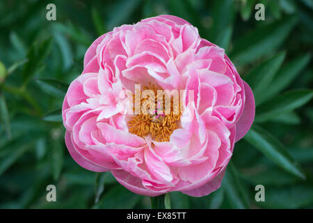 'Coral Charm' peony (Paeonia sp.), Lower Saxony, Germany Stock Photo