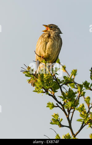 Corn Bunting (Miliaria calandra) adult, calling, perched on hawthorn, North Kent Marshes, Isle of Sheppey, Kent, England, April Stock Photo