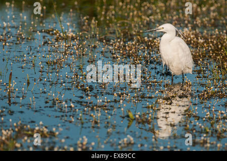 Little Egret (Egretta garzetta) adult, Elmley Nature Reserve, Isle of Sheppey, Kent, England, spring Little Egret (Egretta garzetta) adult, Elmley Nature Reserve, Isle of Sheppey, Kent, England, spring