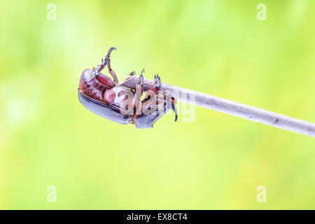 rhinoceros beetle crawling on a twig of the tree Stock Photo