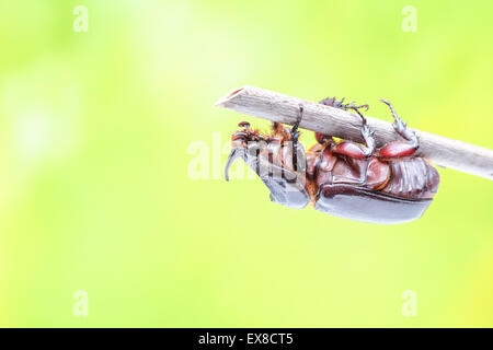 rhinoceros beetle crawling on a twig of the tree Stock Photo