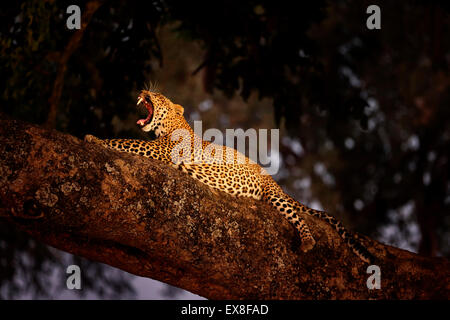 A young female leopard resting in a tree on a bigger branch at night - yawning. Photographed with artificial light. South Luangwa Nationalpark, Zambia Stock Photo