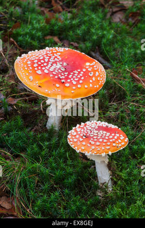 Fly agaric (Amanita muscaria) Kent, England, autumn Stock Photo