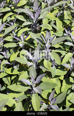 Purple Sage Salvia officinalis 'Purpurascens' Stock Photo