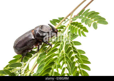 rhinoceros beetle crawling on a twig of the tree Stock Photo