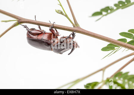 rhinoceros beetle crawling on a twig of the tree Stock Photo