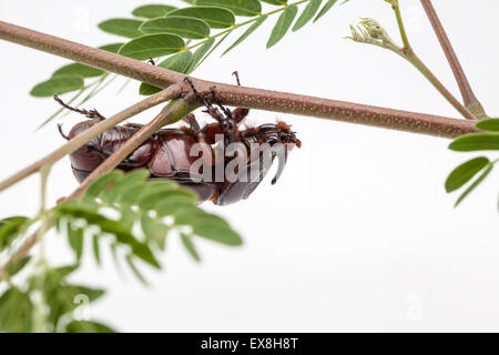 rhinoceros beetle crawling on a twig of the tree Stock Photo