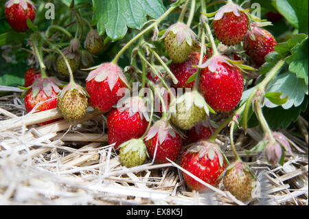 Ripening Strawberry Fruits On The Branch Stock Photo - Alamy