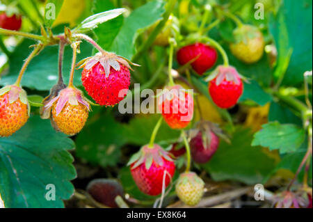 Ripe and unripe Strawberries hanging on shrub Stock Photo