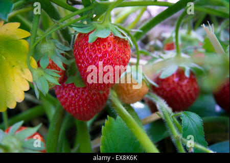 A bunch of ripe, red strawberries ready to be eaten! Stock Photo - Alamy