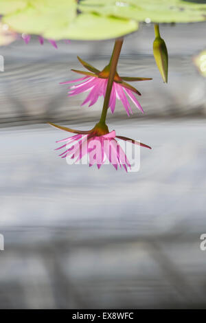 Nymphaea pubescens. Pink Water Lily reflections in water Stock Photo