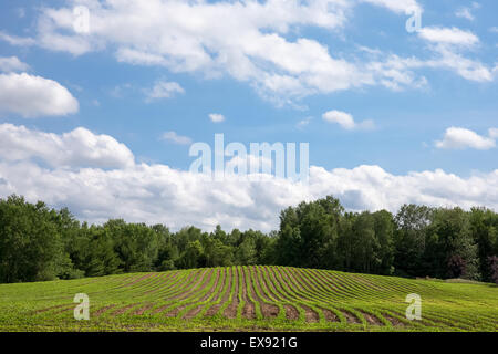 Freshly planted rows of produce lead up a small hill to a blue sky with fluffy white clouds and ample room for copy. Stock Photo