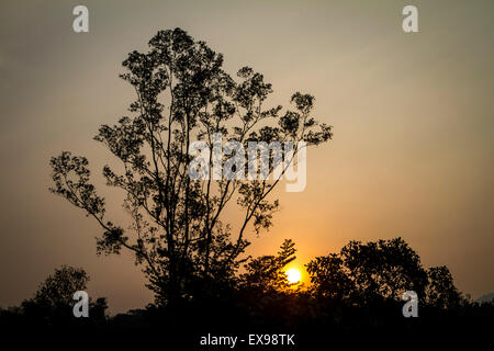 Sun rising behind tree silhouettes with a big tree on the left side against a muted orange sky Stock Photo