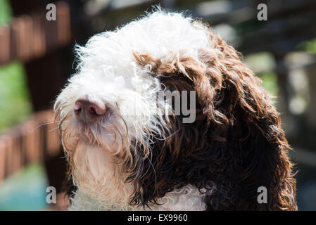 Spanish water dog puppy