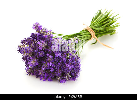 fresh lavender bouquet on whit background Stock Photo