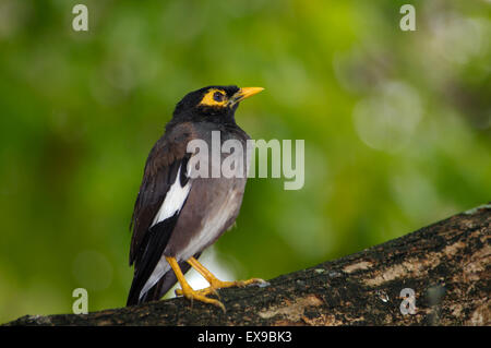Indian Myna or common myna (Acridotheres tristis)  is sitting on a branch,  Denis island, Seychelles Stock Photo
