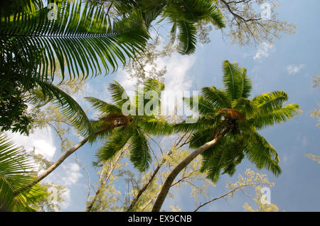 The crowns of palm trees in the jungle, Denis island, Seychelles Stock Photo