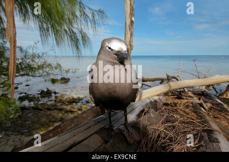 black noddy or white-capped noddy (Anous minutus) is sitting on a fallen tree on the beach, Denis island, Indian Ocean Stock Photo