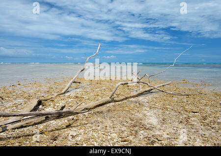 The old dry tree lying on the beach at low tide, Denis island, Indian Ocean, Seychelles Stock Photo