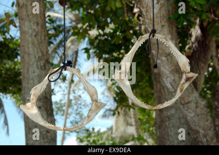 Two shark jaws hanging on a tree on the beach, Mahe island, Seychelles Stock Photo