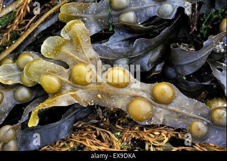 Bladder wrack / bladderwrack (Fucus vesiculosus) washed on beach Stock Photo
