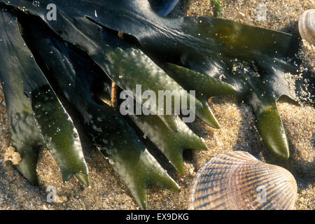 Spiral wrack / Flat wrack / Twisted wrack (Fucus spiralis) washed on beach Stock Photo