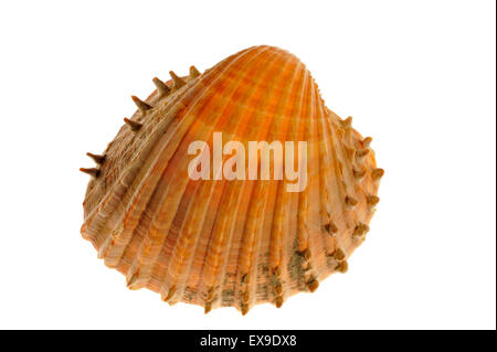 Prickly cockle (Acanthocardia echinata) shell on white background Stock Photo