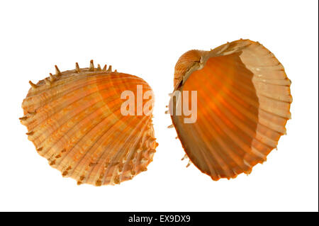 Prickly cockle (Acanthocardia echinata) shells on white background Stock Photo