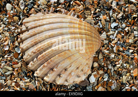 Prickly cockle (Acanthocardia echinata) shell washed on beach Stock Photo