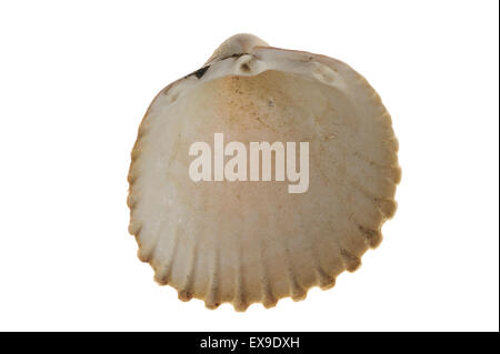 Prickly cockle (Acanthocardia echinata) shell on white background Stock Photo