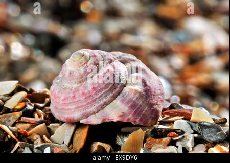 Painted top shell / Turban top shell (Gibbula magus) sea snail on beach Stock Photo