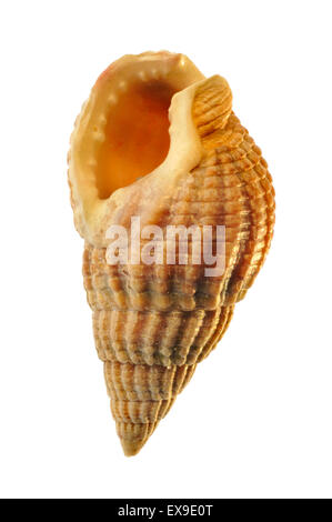 Dog Whelk shell Stock Photo - Alamy